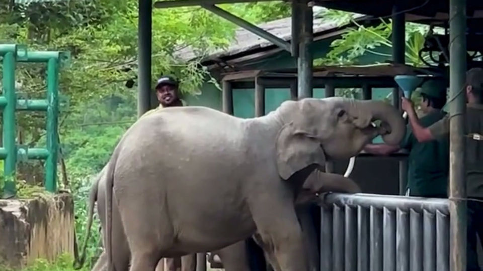 A Second Chance in the Wild | Udawalawe Elephant Transit Home